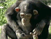 Уринотерапия обезьяны